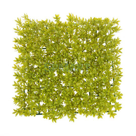 Lawn Leaf Scenery