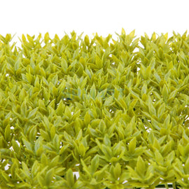 Lawn Leaf Scenery