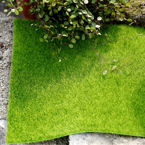 Lawn Grass