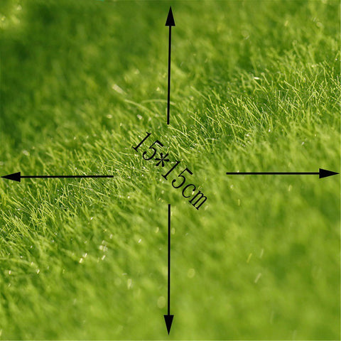 Lawn Grass