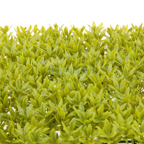 Lawn Leaf Scenery