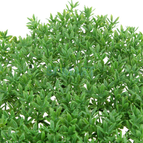 Lawn Leaf Scenery