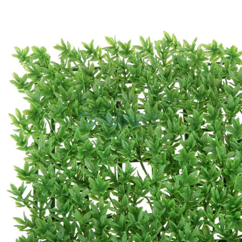 Lawn Leaf Scenery